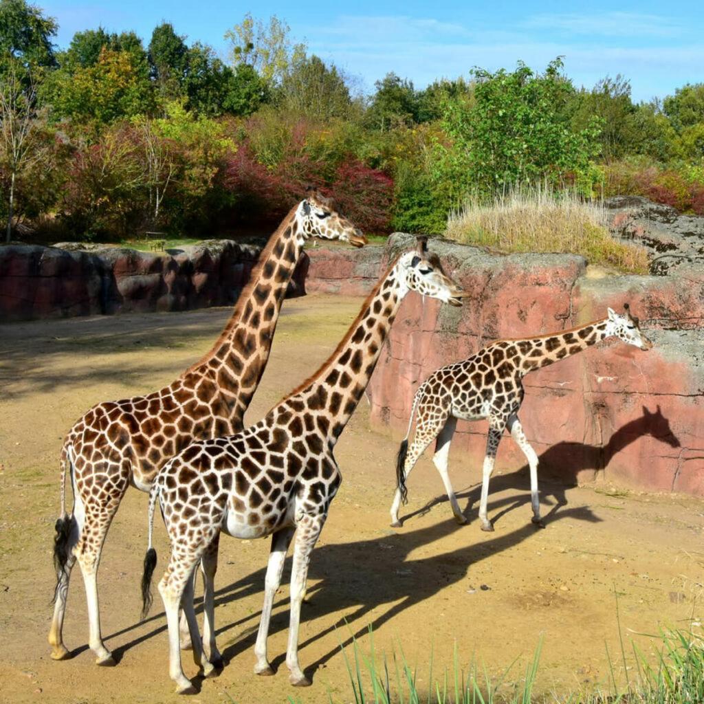 シンペルフェルト Cosy 8 - Zuid-Limburgヴィラ エクステリア 写真